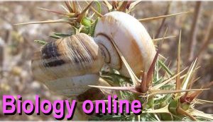 Biology online