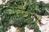 Crepis bursifolia,
Italian hawksbeard,
Radicchiella tirrenica