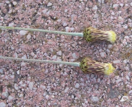 Phagnalon rupestre subsp. graecum (Boiss. & Heldr.) Batt.