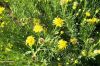 Inula crithmoides,
Enula bacicci,
Golden Samphire Inula crithmoides,
Enula bacicci,
Golden Samphire