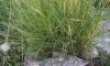 Andropogon distachyus,
Barbone