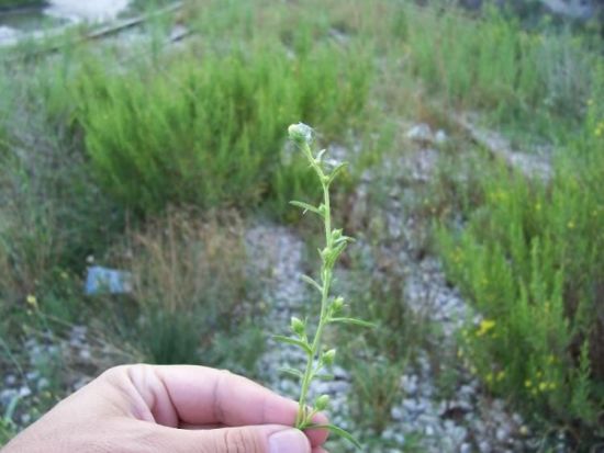 Dittrichia graveolens (L.) Greuter