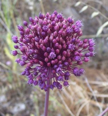 Allium ampeloprasum L.