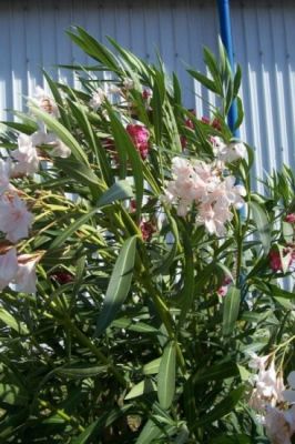 Nerium oleander - 