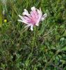 Crepis rubra,
Pink Hawksbeard,
Radicchiella rosea,
red hawk's-beard,
red hawksbeard
