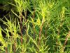 Kochia scoparia,
Besenkraut,
burningbush,
common kochia,
fireweed,
Granata comune,
hokigi,
kochia,
Mexican burningbush,
Mexican firebrush,
Mexican fireweed,
Mexican-fireweed,
mirabel,
mirabela,
mock cypress,
summer cypress