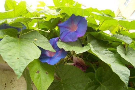 Ipomoea indica,
blue dawnflower,
blue morningglory,
Fue 'Ae Puaka,
morning-glory,
oceanblue morning-glory,
oceanblue morningglory,
purperwinde Ipomoea indica,
blue dawnflower,
blue morningglory,
Fue 'Ae Puaka,
morning-glory,
oceanblue morning-glory,
oceanblue morningglory,
purperwinde