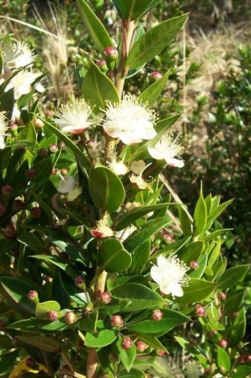 Myrtle Myrtus communis L.