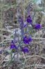 Delphinium halteratum,
Speronella comune,
Winged Larkspur