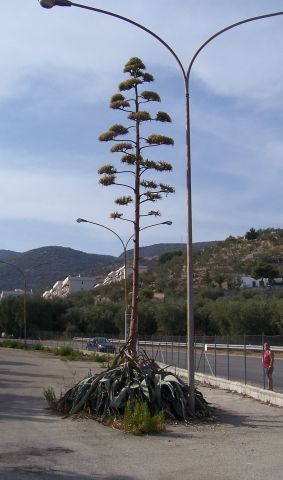 Agave americana