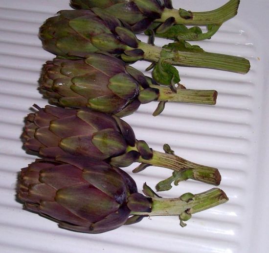 Cynara cardunculus subsp. scolymus (L.) Hegi