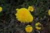 Hypochoeris radicata,
Costolina giuncolina,
Gemeines Ferkelkraut,
hierba del halc&oacute;n,
leituga,
porcelle enracin&eacute;e