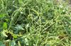 Beta vulgaris var. maritima
