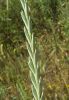 Agropyron repens,
Caprinella,
couchgrass,
Dente canino,
dog grass,
Gramaccia,
Gramigna comune,
quackgrass Agropyron repens,
Caprinella,
couchgrass,
Dente canino,
dog grass,
Gramaccia,
Gramigna comune,
quackgrass