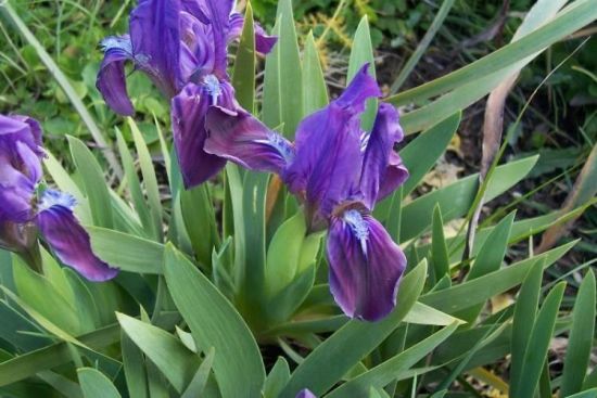 Iris pseudopumila Tineo