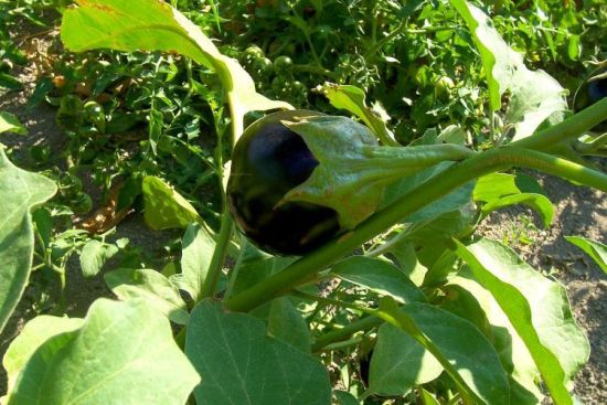 Solanum melongena L.