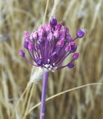 Allium ampeloprasum - 