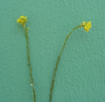 Hirschfeldia incana (L.) Lagr.-Foss. 