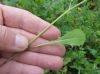 Crepis rubra,
Pink Hawksbeard,
Radicchiella rosea,
red hawk's-beard,
red hawksbeard