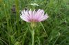 Crepis rubra,
Pink Hawksbeard,
Radicchiella rosea,
red hawk's-beard,
red hawksbeard