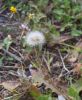 Crepis sancta,
cr&eacute;pis de N&icirc;mes,
Griechischer Pippau,
Radicchiella di Terrasanta