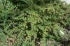 Chamaesyce prostrata,
prostrate sandmat,
prostrate spurge