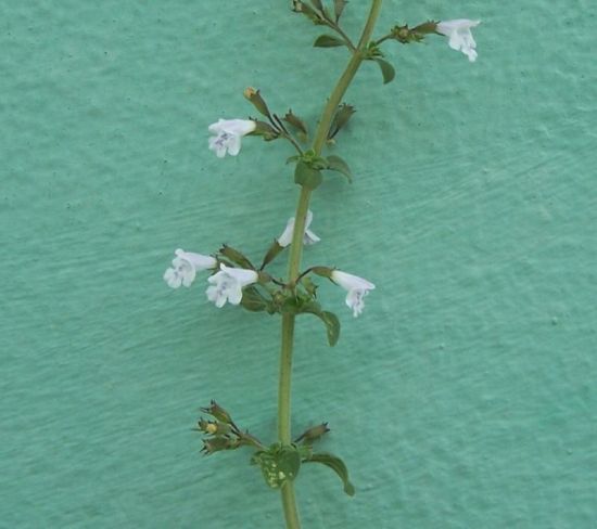 Clinopodium nepeta (L.) Kuntze