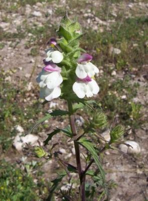 Bellardia trixago