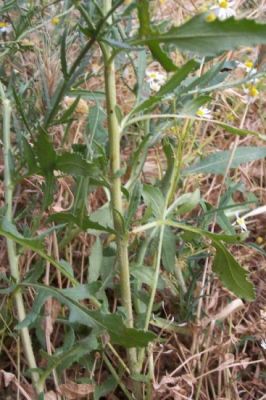 Mantisalca salmantica -