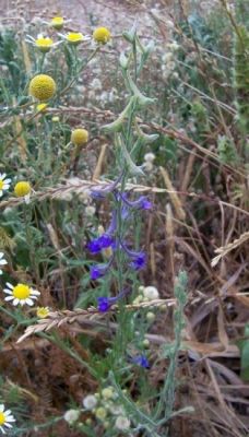 Delphinium halteratum