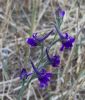 Delphinium longipes
