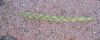 Agropyron repens,
Caprinella,
couchgrass,
Dente canino,
dog grass,
Gramaccia,
Gramigna comune,
quackgrass Agropyron repens,
Caprinella,
couchgrass,
Dente canino,
dog grass,
Gramaccia,
Gramigna comune,
quackgrass