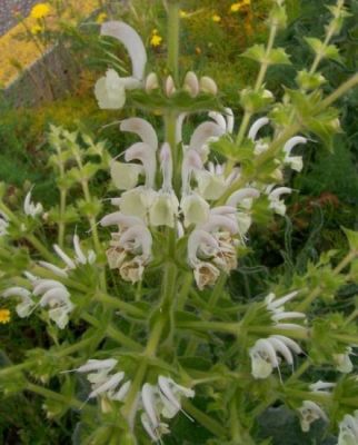 Salvia argentea - 