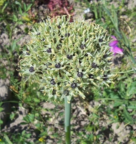 Allium cyrilli Ten.