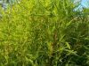 Kochia scoparia