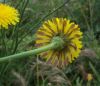 012030-hypochaeris-radicata.jpg