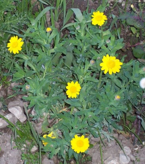 Chrysanthemum segetum L.