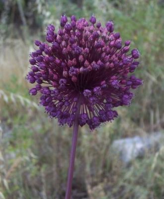 Allium ampeloprasum - 
