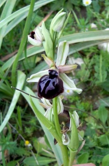 Ophrys sphegodes subsp. sipontensis (R. Lorenz & Gembardt) H. A. Pedersen & Faurh.