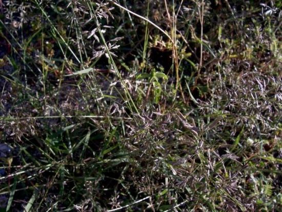 Eragrostis megastachya (Koeler) Link
