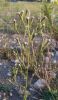 Aster squamatus