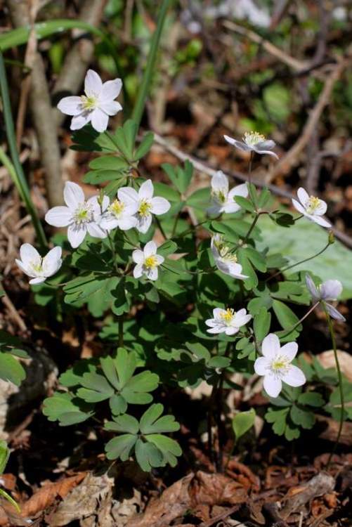 Isopyrum thalictroides L.