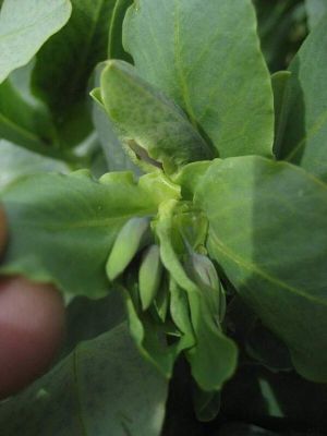 Cerinthe minor subsp. auriculata (Ten.) Domac 