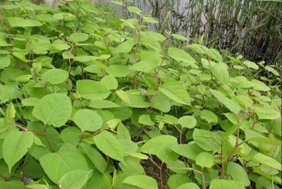 Fallopia japonica