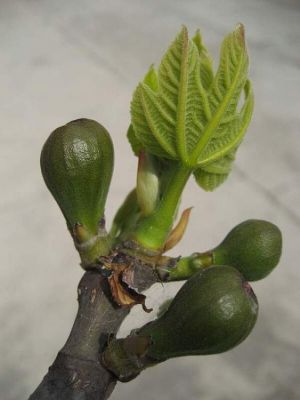Ficus carica - 