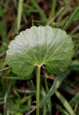Ranunculus auricomus - 