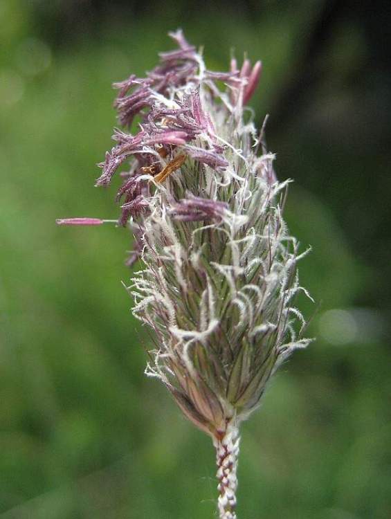 Phleum alpinum L.