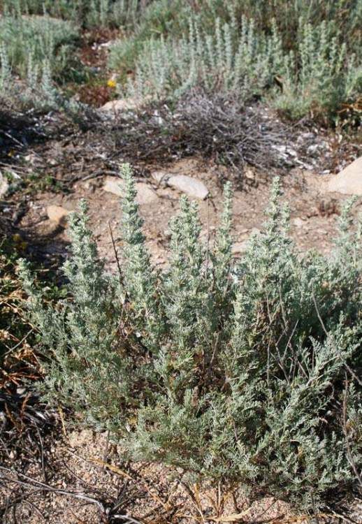 Artemisia gallica Willd.