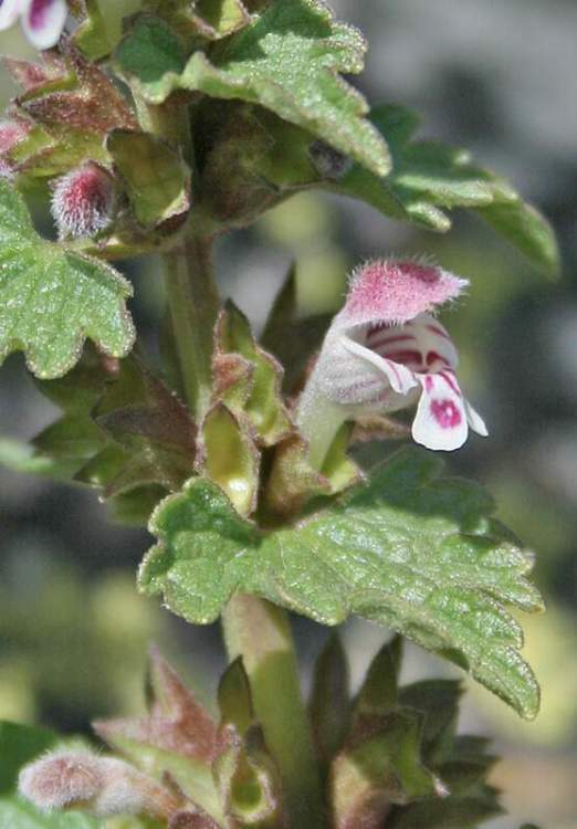 Lamium garganicum subsp. corsicum (Gren. & Godr.) Mennema