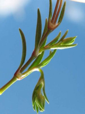 Sagina procumbens subsp. procumbens - 